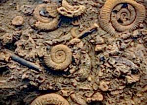 Mary Anning Tours