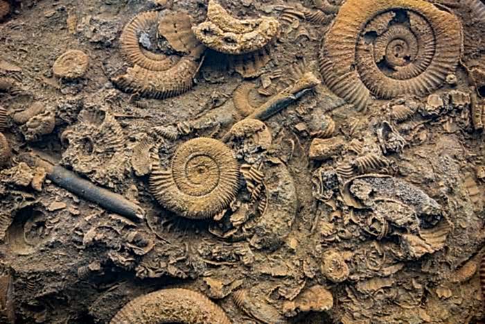 Mary Anning Tours