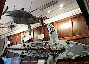 The Lyme Regis Museum