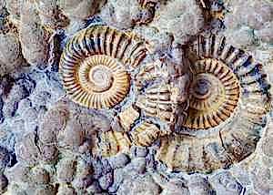 Fossil Hunting at our Family Friendly Hotel in Lyme Regis